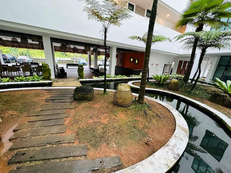Bdc Saradise Rex